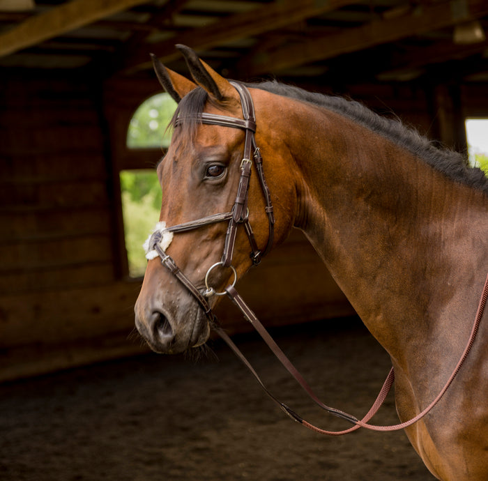 Shires Avignon Woodside Figure-8 Bridle