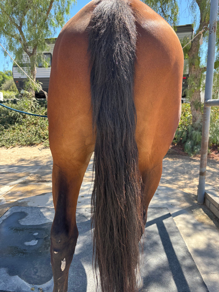 Horspa Mane and Tail Detangling Spray, Calendula and Chamomile