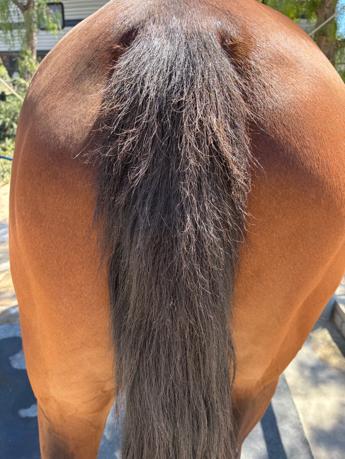Horspa Mane and Tail Detangling Spray, Calendula and Chamomile