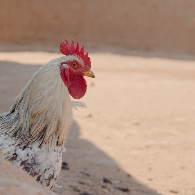 Heirloom Chicken - TAYYIB - Tayyib Foods - Lahore
